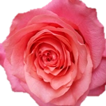 Constanza Rose d'Equateur Ethiflora